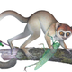 Image for article titled Paleontologists have discovered the oldest complete primate skeleton